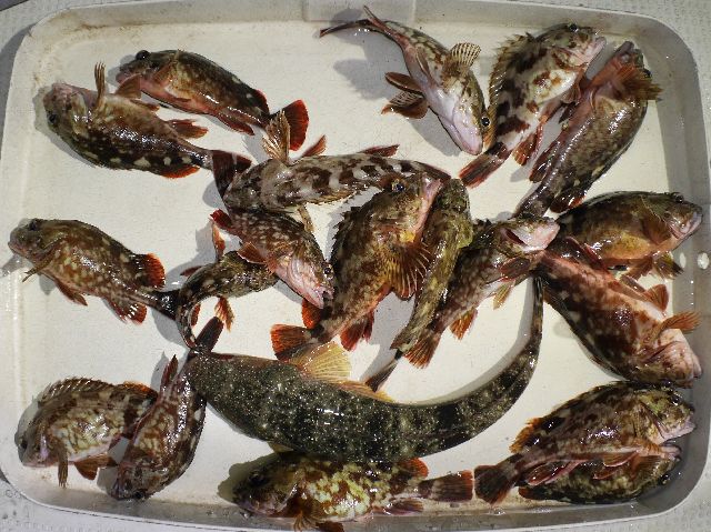 根魚　釣果