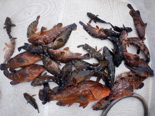 全部の釣果