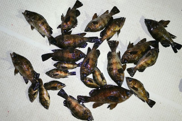 メバル 釣果