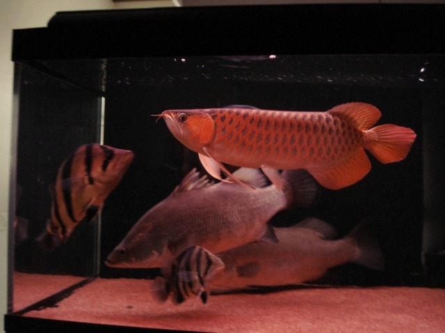 img_852776_23494260_1