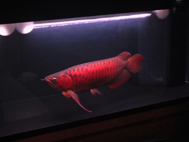 img_195342_6931848_0