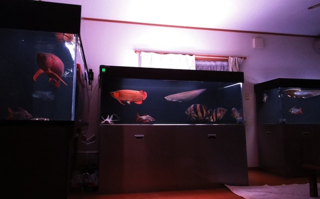 img_227425_1773117_41