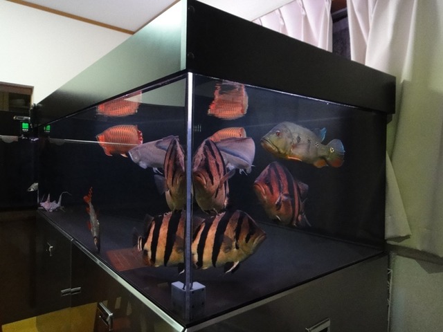 img_227423_7341187_0