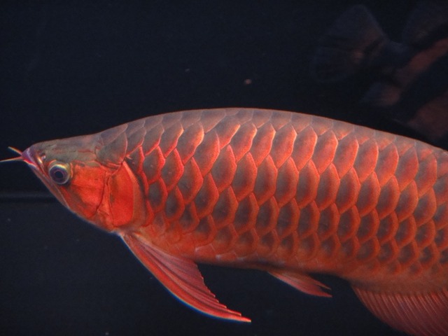 img_195342_7108985_0