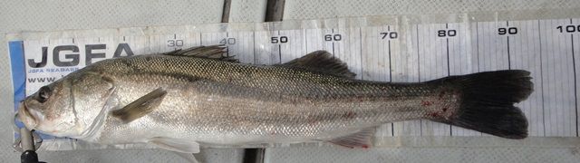 DSC07403 - コピー