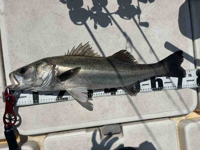 FullSizeRender