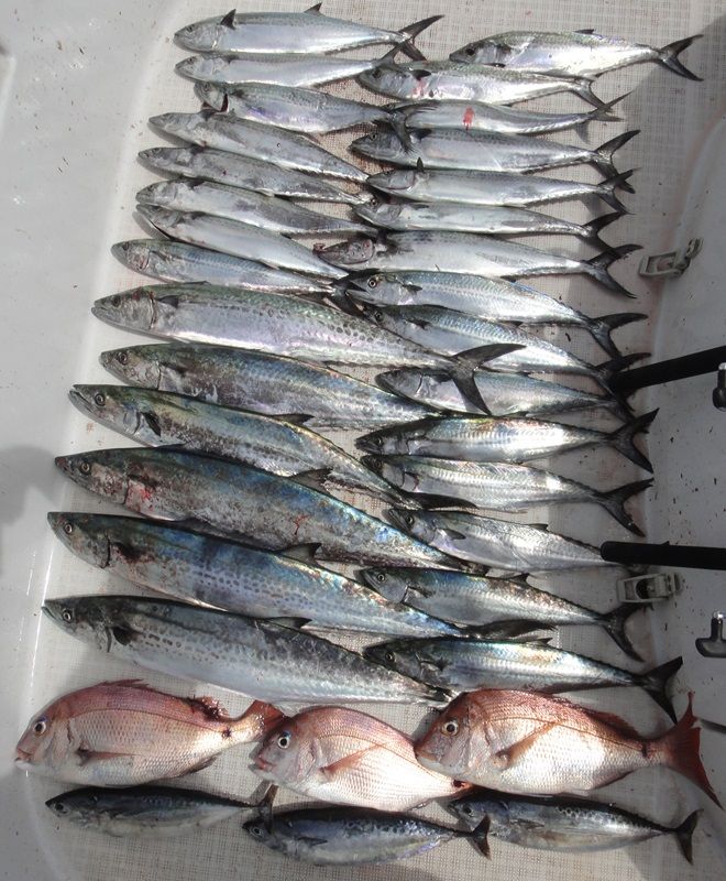 牙魚祭り☆ : チームトップガン衣浦