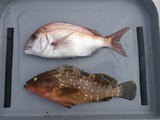 鯛ラバ釣果