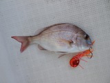 マダイ23cm