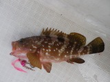 アコウ29cm