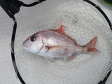 マダイ38cm