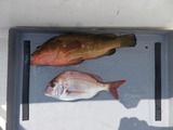 釣果