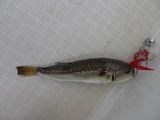 ナシフグ25cm