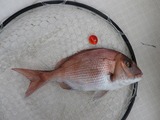 マダイ36cm