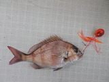 マダイ23cm