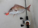 マダイ34cm