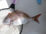 マダイ55cm