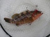 アコウ36cm
