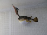 ショウサイフグ