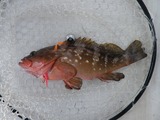 アコウ36cm