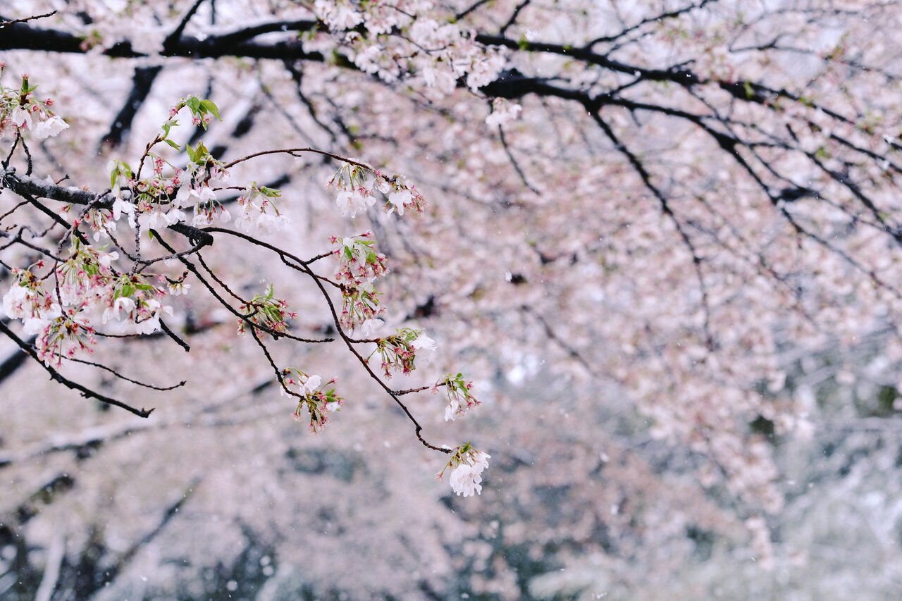 出会いと別れの季節 春の名曲ベスト3 Teaniu9byhreのblog