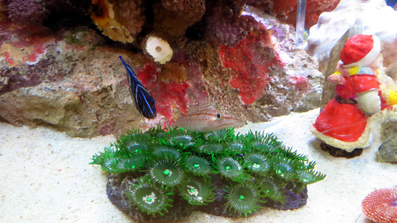 クリスマスのサンシャイン水族館 旅と歴史と随想と クリスマスのサンシャイン水族館 旅と歴史と随想と