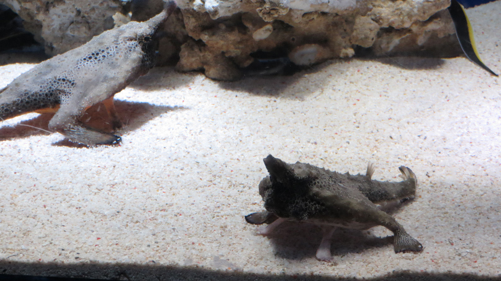 Ikesuの魚を捕まえに スマホ片手にサンシャイン 旅と歴史と随想と