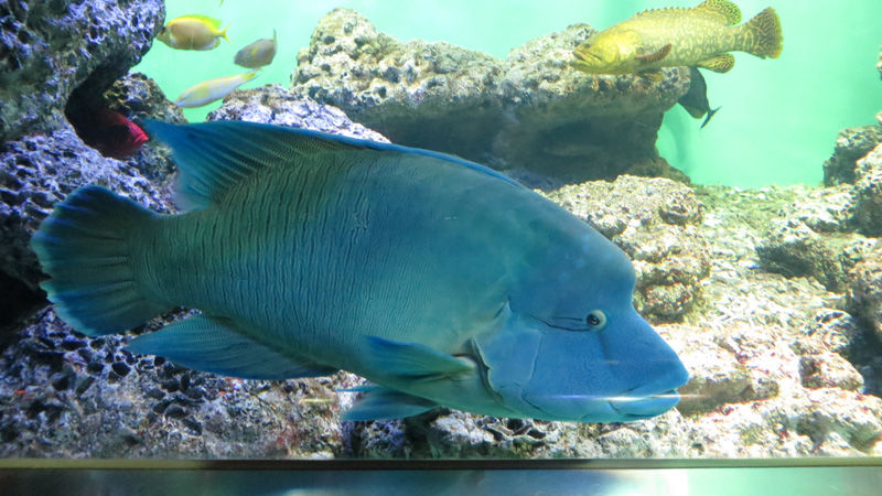 葛西臨海水族園 旅と歴史と随想と 葛西臨海水族園 旅と歴史と随想と