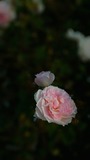 P_20151016_154658_DF