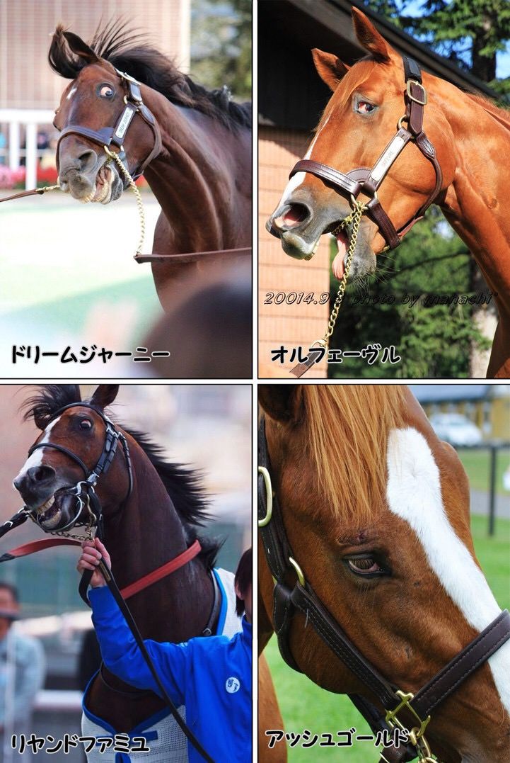 池添四天王 オルフェーヴル ドリームジャーニー スイープトウショウ メイケイエール サンデー速報 なんj競馬部 池添四天王 オルフェーヴル ドリームジャーニー スイープトウショウ メイケイエール サンデー速報 なんj競馬部