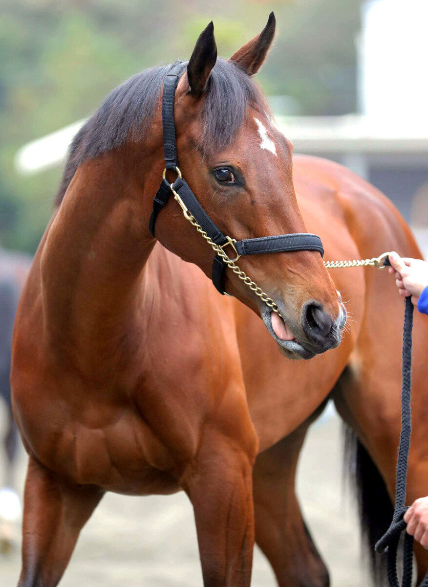 一番可愛い牝馬 サンデー速報 なんj競馬部 一番可愛い牝馬 サンデー速報 なんj競馬部
