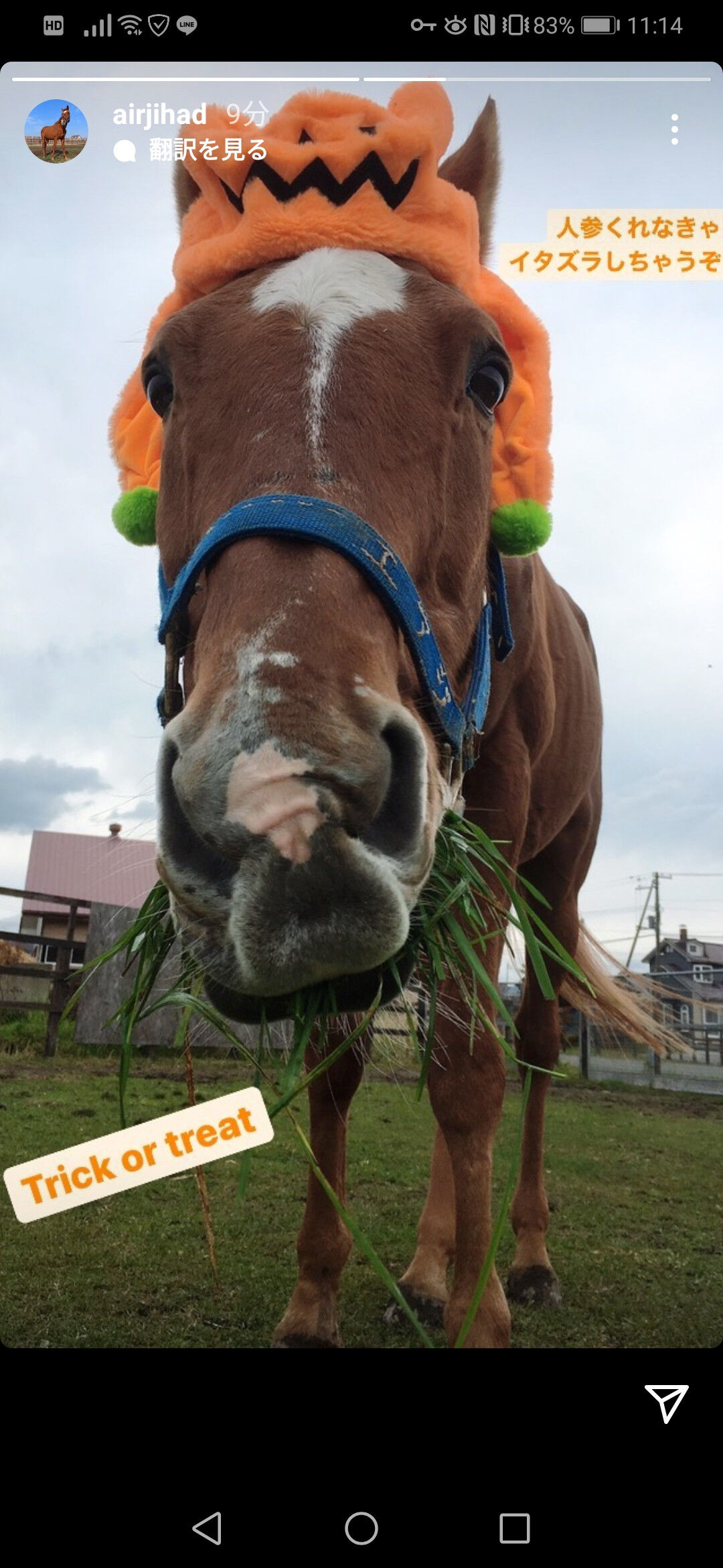 今年1番かわいい馬の画像 決まる サンデー速報 なんj競馬部 今年1番かわいい馬の画像 決まる サンデー速報 なんj競馬部