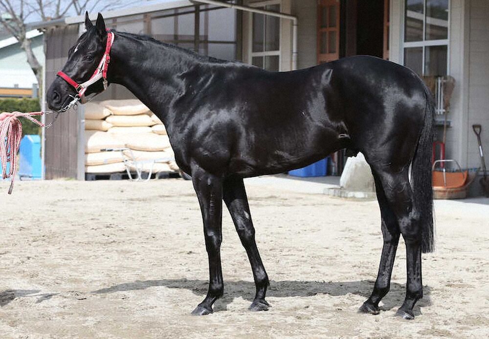 悲報 コントレイル ムキムキになり完全にキズナ化 サンデー速報 なんj競馬部