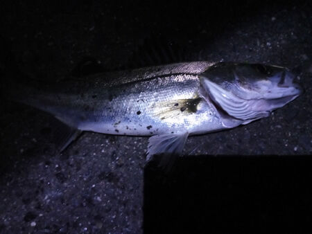 donkey_angler_05_244