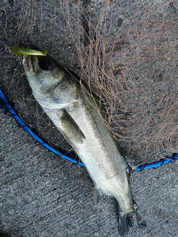 donkey_angler_05_397