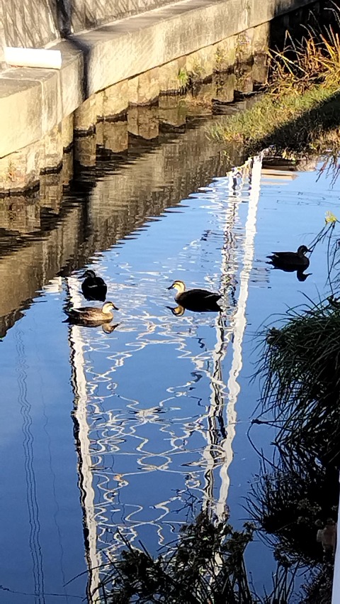 IMG20231210080632_BURST000_COVER