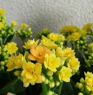 CIMG0764