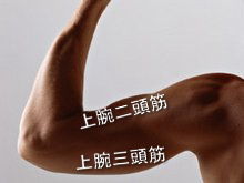 上腕三頭筋