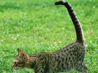 本質のしっぽをつかむ