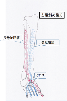 左足屈筋2