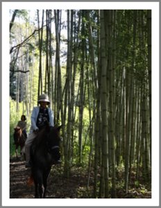 乗馬と整体