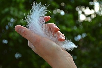 feather-1078424__340