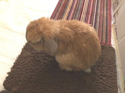 マル 100歳です