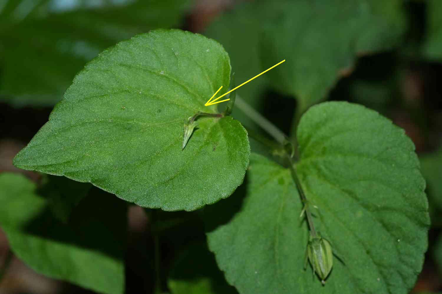 タチツボスミレの閉鎖花 ３ おはなはんの植物観察日誌