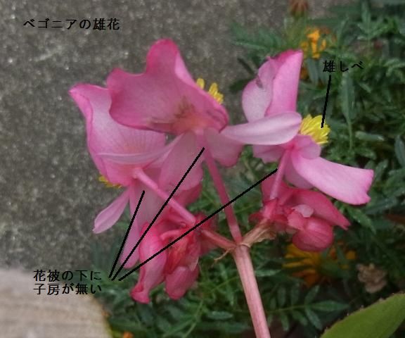 begonia-hana04-matikadoburogu