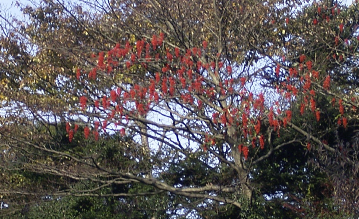 イイギリの実と種 おはなはんの植物観察日誌