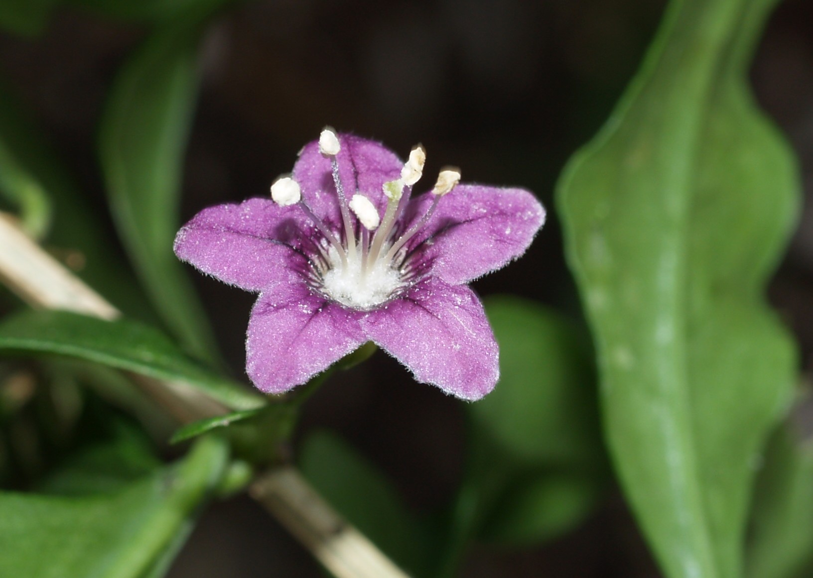 クコ おはなはんの植物観察日誌 クコ おはなはんの植物観察日誌