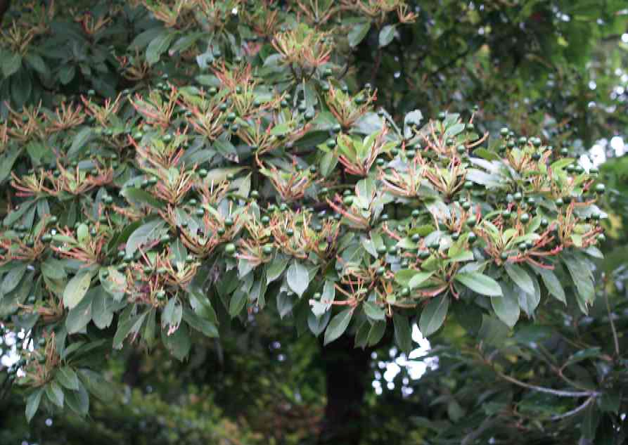 タブノキの実 おはなはんの植物観察日誌