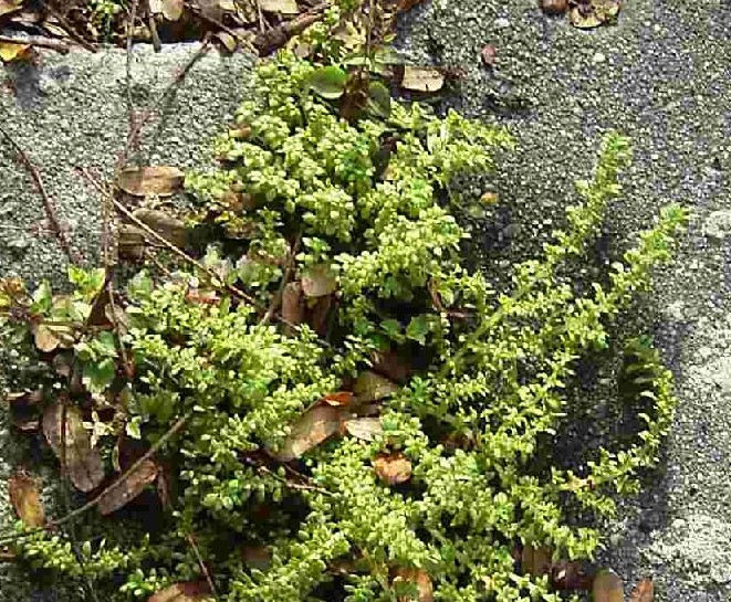 ｋｌの雑草 ９ マンネングサの仲間 おはなはんの植物観察日誌