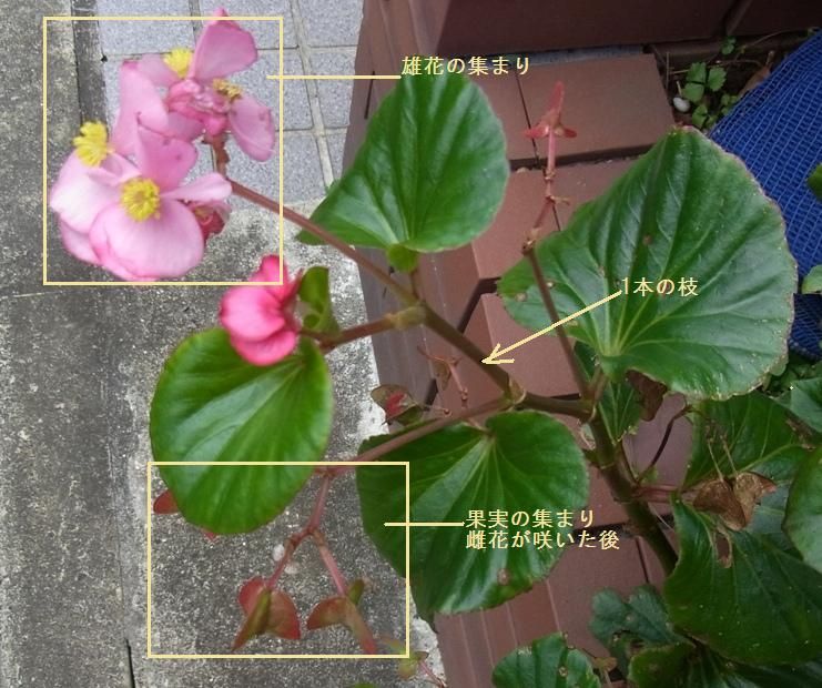 begonia-hana07-matikadoburogu